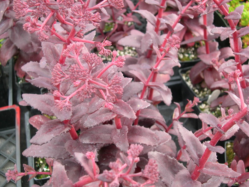 Sedum telephium 'Purple Emperor' (Hylotelephium telephium 'Purple Emperor')