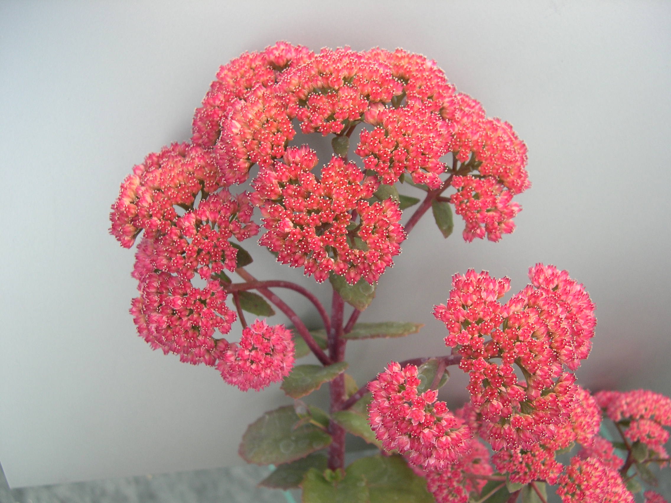 Sedum telephium 'Red Cauli' (Hylotelephium telephium 'Red Cauli')