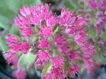 Sedum telephium 'Ruby Glow' (1) (Hylotelephium telephium 'Ruby Glow')