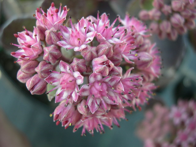 Sedum telephium 'Vera Jameson' (2) (Hylotelephium telephium 'Vera Jameson')