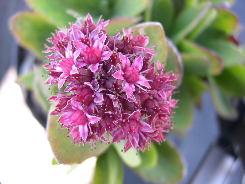 Sedum telephium ssp. telephium (Hylotelephium telephium ssp. telephium)