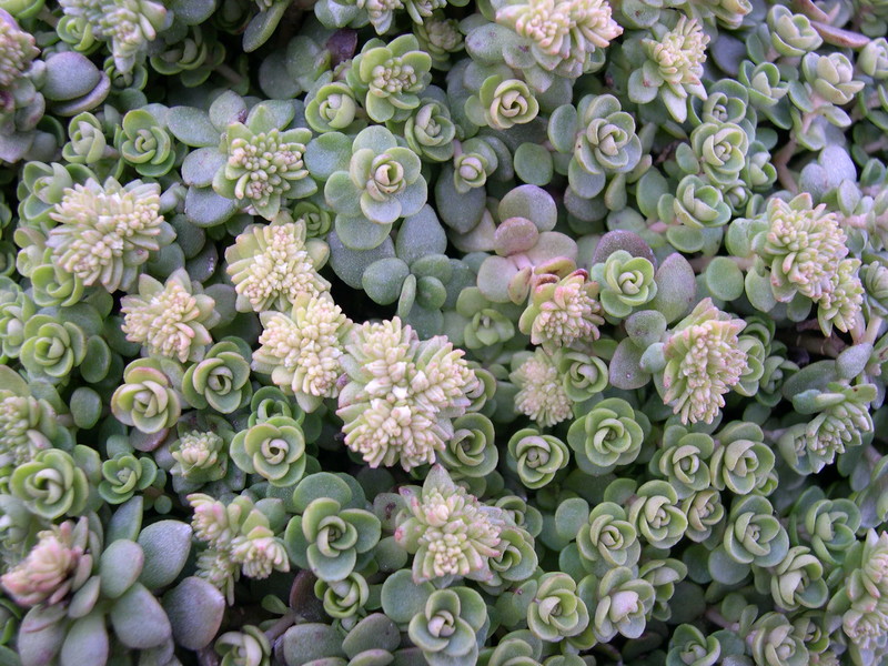 Sedum ternatum 'Larinem Park'