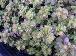 Sedum ternatum