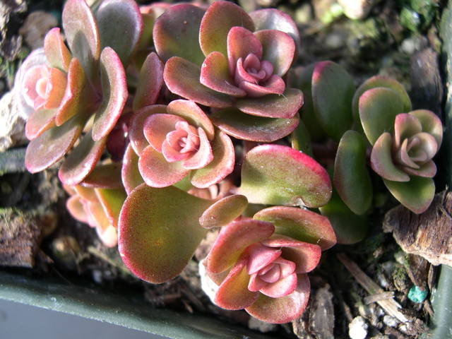 Sedum tetractinum 'Coral Reef' (1)