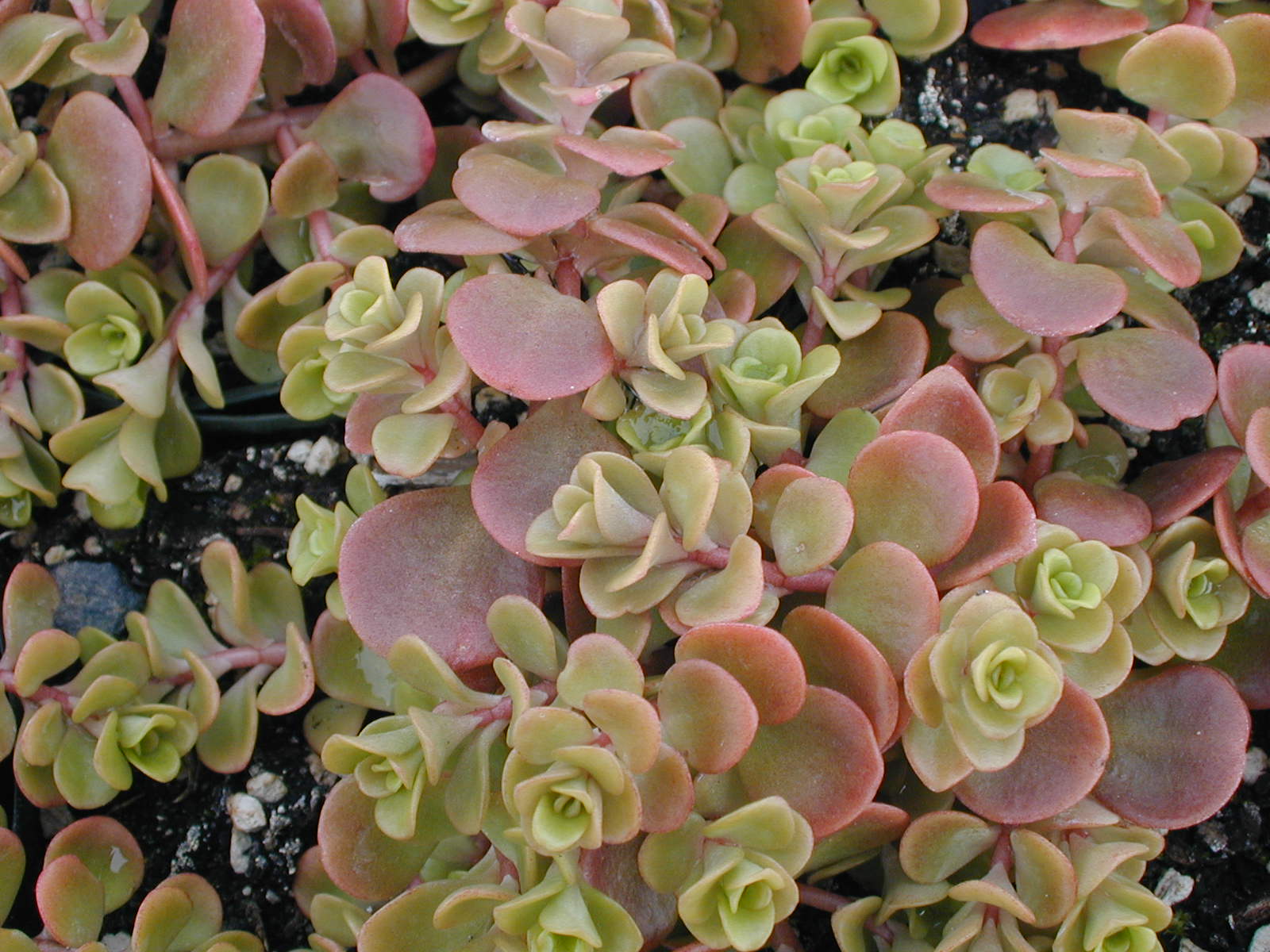 Sedum tetractinum (1)