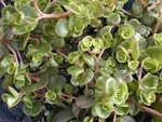 Sedum tetractinum (2)