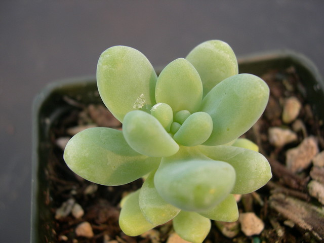 Sedum treleasiei 'Haren'