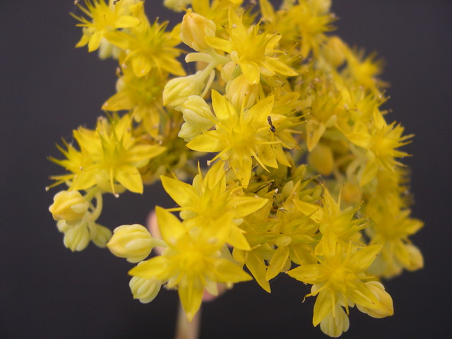 Sedum treleasei (1)