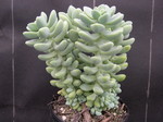 Sedum treleasei (2)