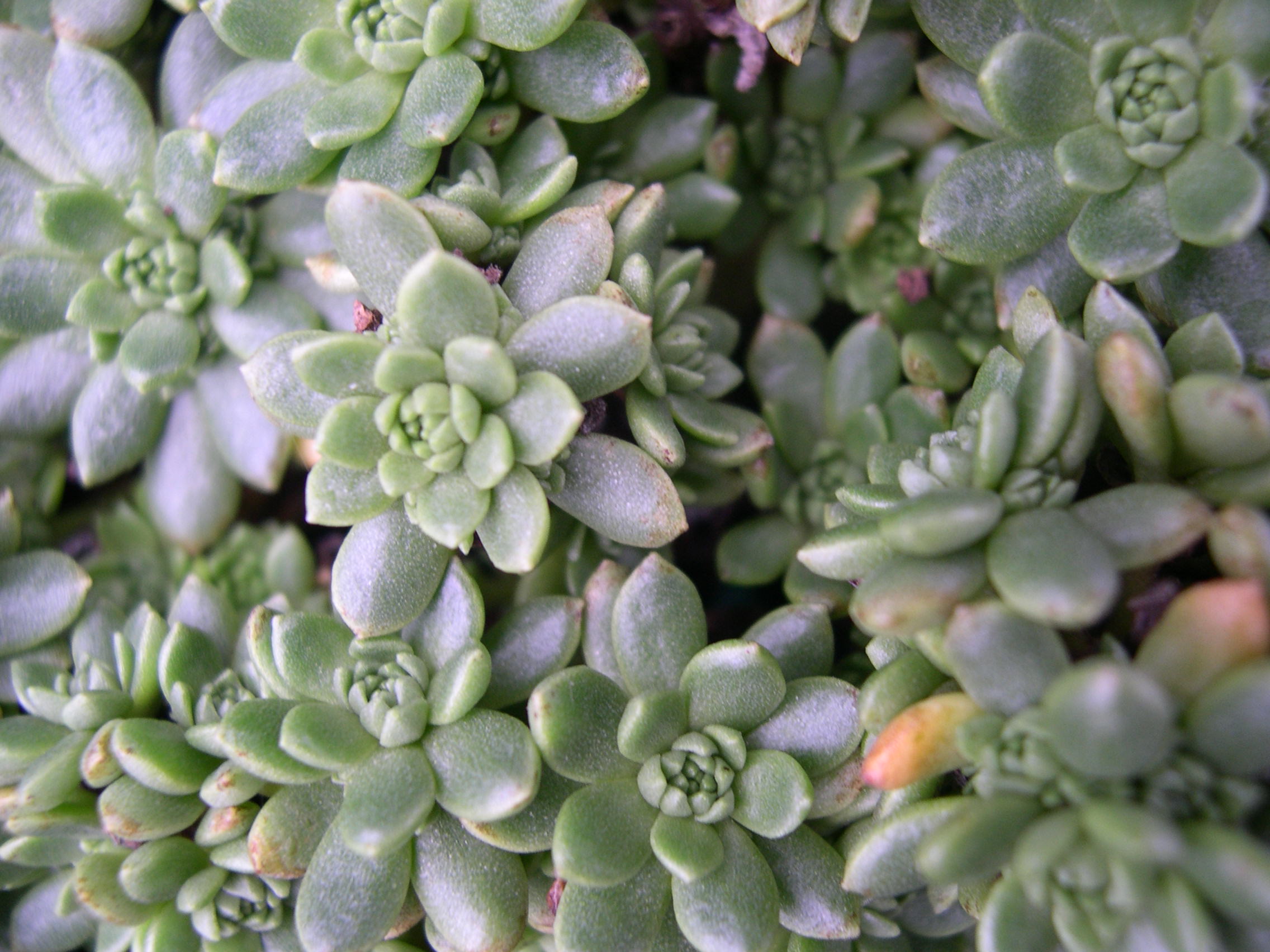 Sedum trollii (1) (Rhodiola saxifragoides trollii)