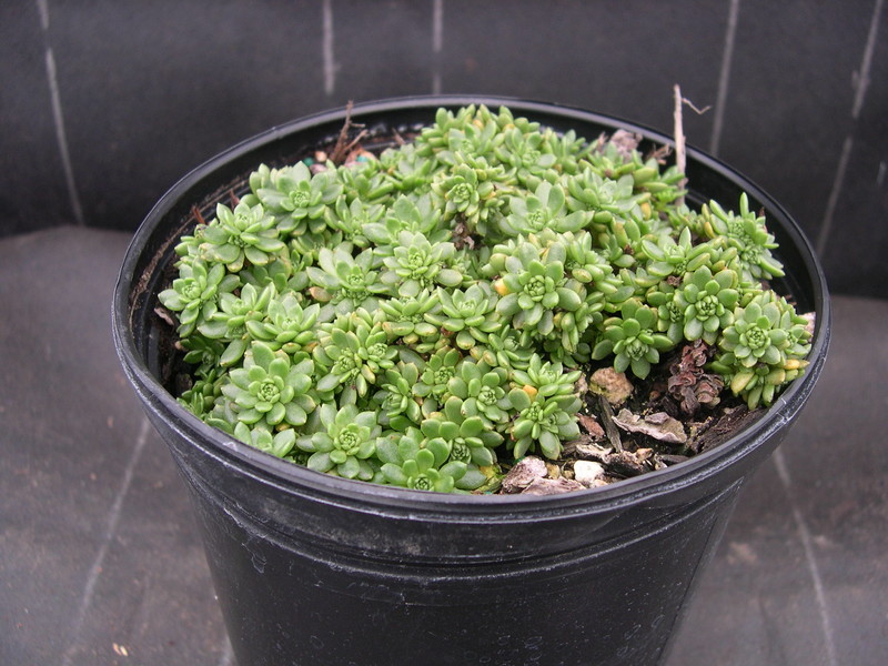 Sedum trollii (2) (Rhodiola saxifragoides trollii)