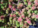 Sedum tschernokolevii