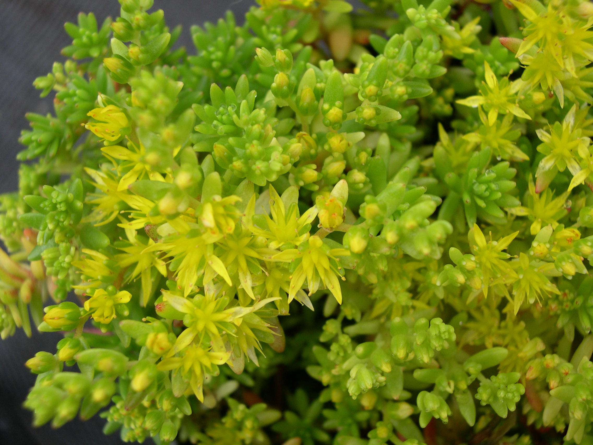 Sedum uniflorum senanense (1)