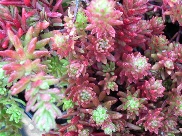 Sedum uniflorum senanense (2)