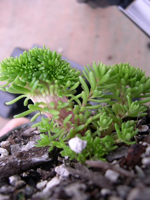 Sedum uniflorum senanense crested