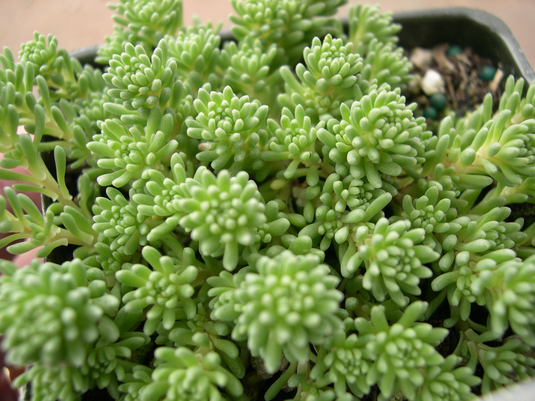 Sedum ursi (RSO3T14 Ray) (1)