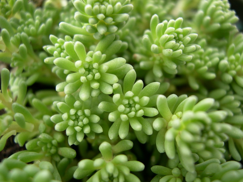 Sedum ursi (RSO3T14 Ray) (2)