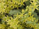 Sedum urvillei (1)