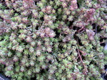 Sedum urvillei (2)