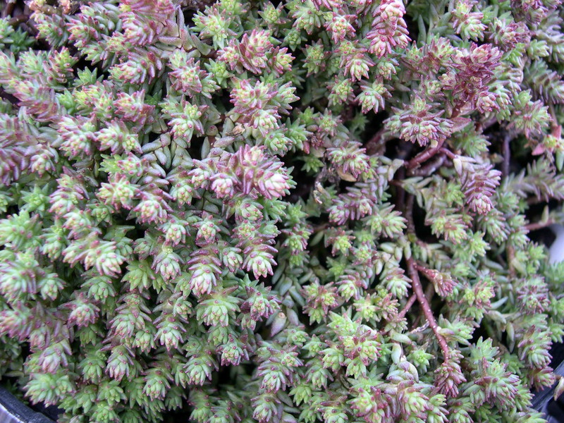 Sedum urvillei (2)