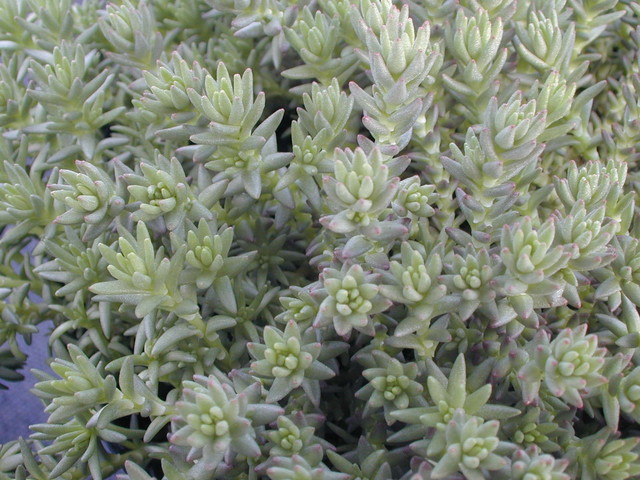 Sedum urvillei green