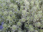 Sedum urvillei green
