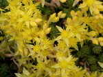 Sedum urvillei ponticum (1)