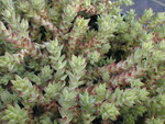 Sedum urvillei red