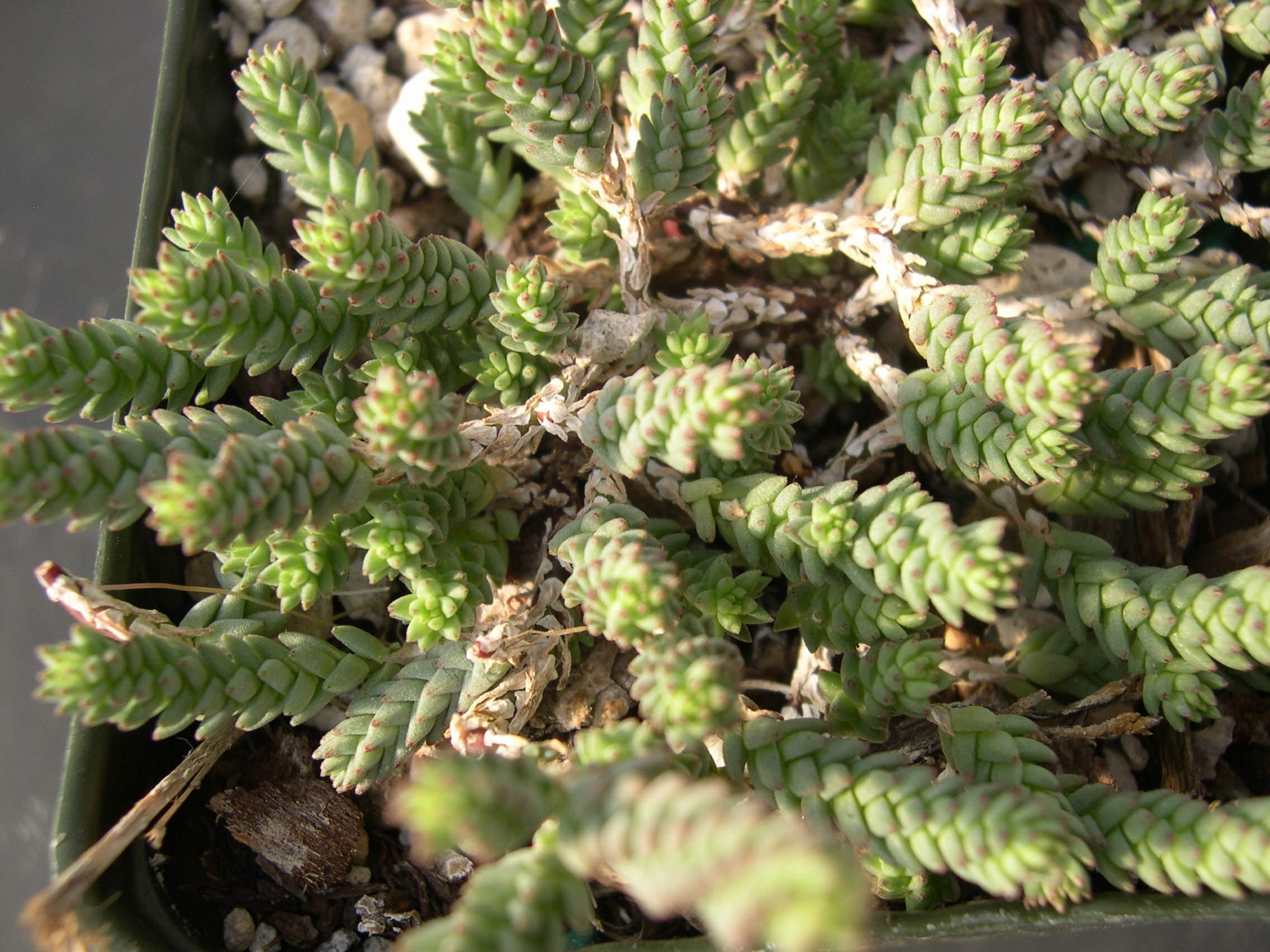 Sedum urvillei stribrnyi (1)