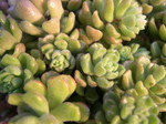 Sedum versadense (2)