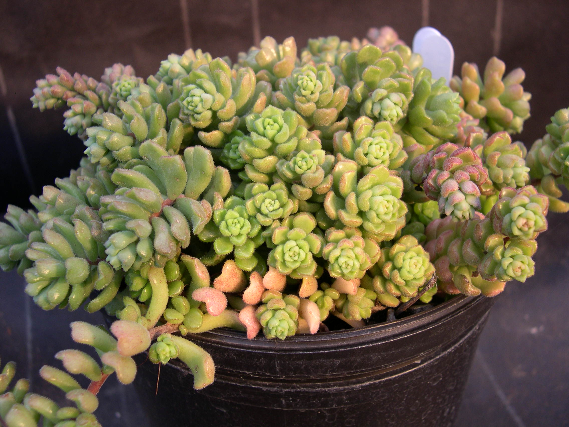 Sedum versadense (3)