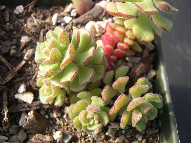 Sedum versadense chontalense