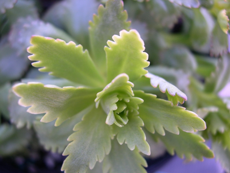 Sedum verticillatum (1) (Hylotelephium verticillatum)