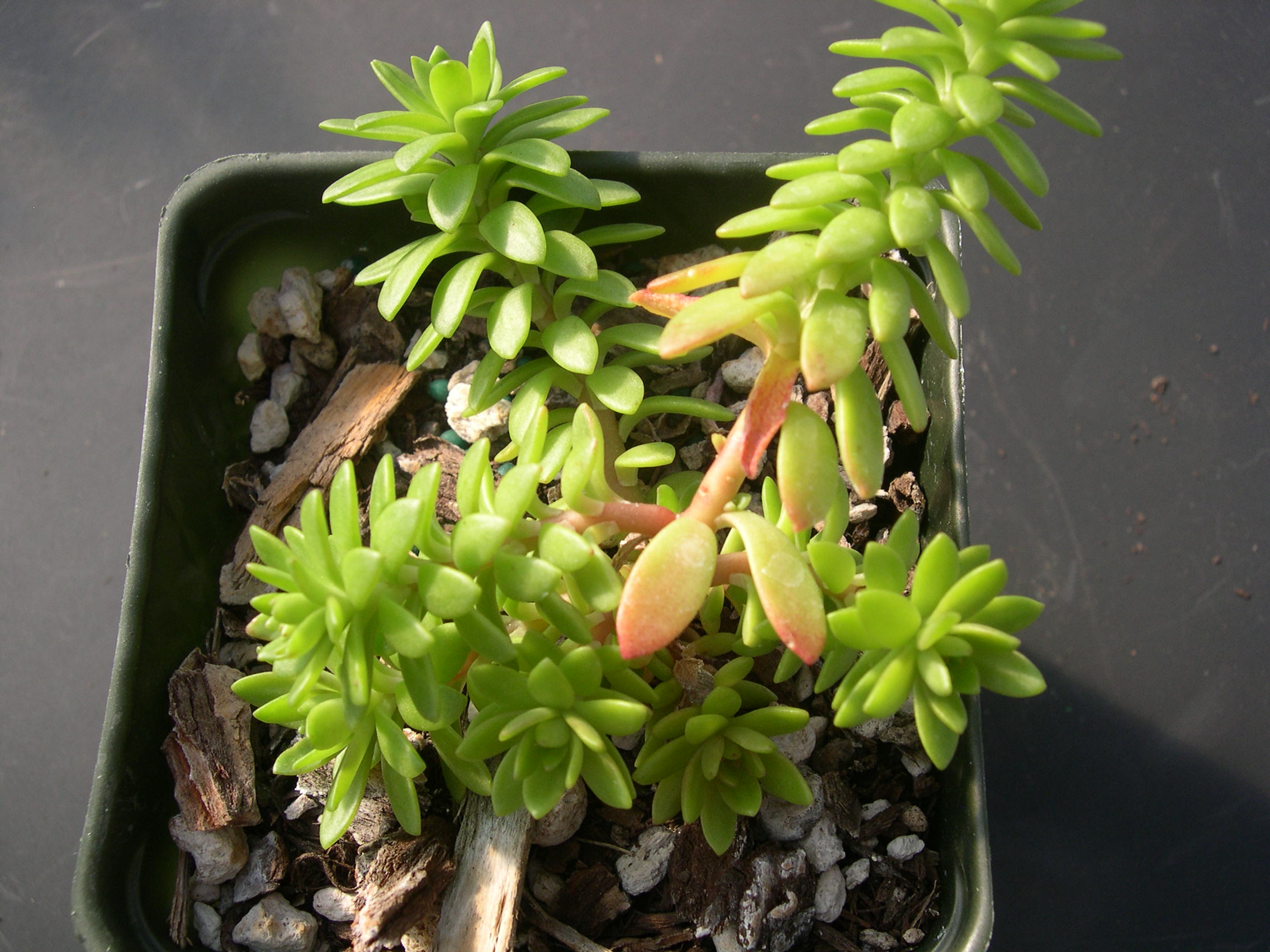 Sedum X amecamecanum