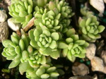 Sedums (W-Z)