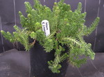 Sedum x lorenzoi (2)