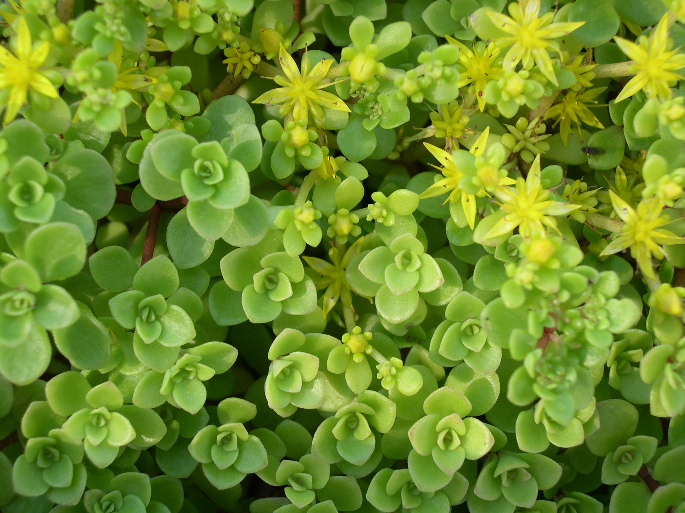 Sedum zentaro- tashiroi