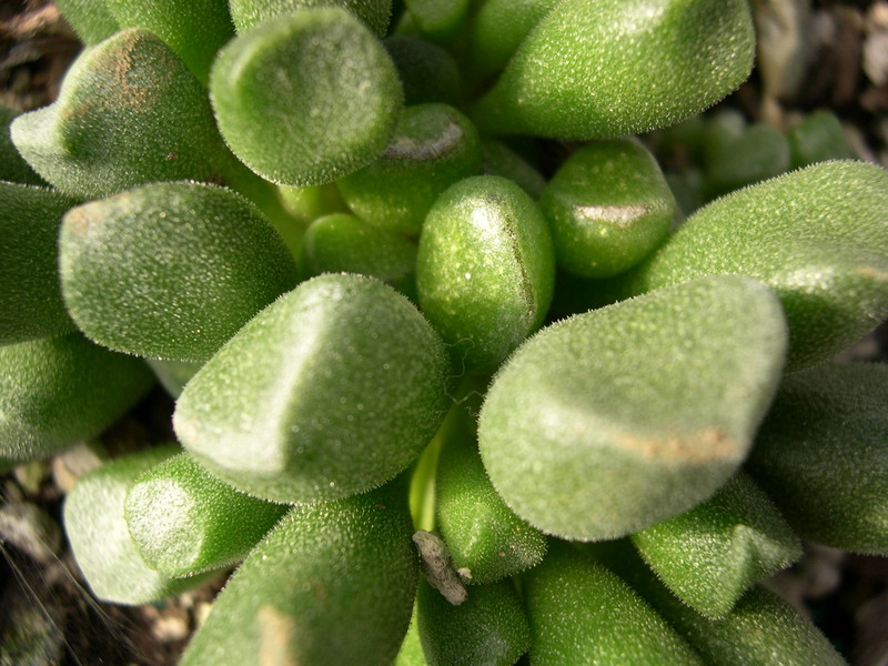 Adromischus cristatus var schonlandii (1)