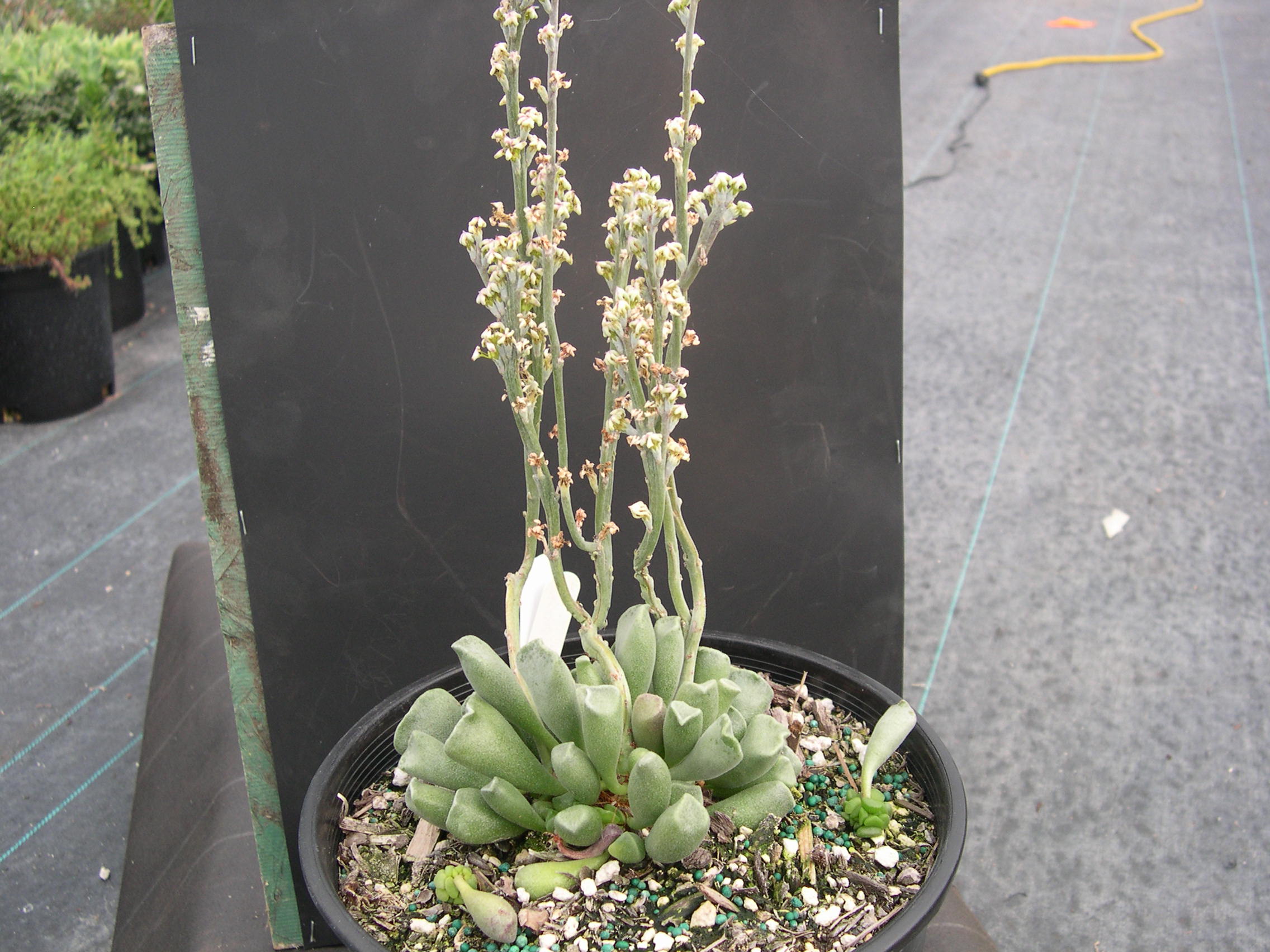 Adromischus cristatus var schonlandii (2)