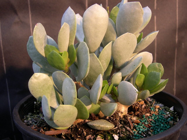 Adromischus hemisphaericus (1)