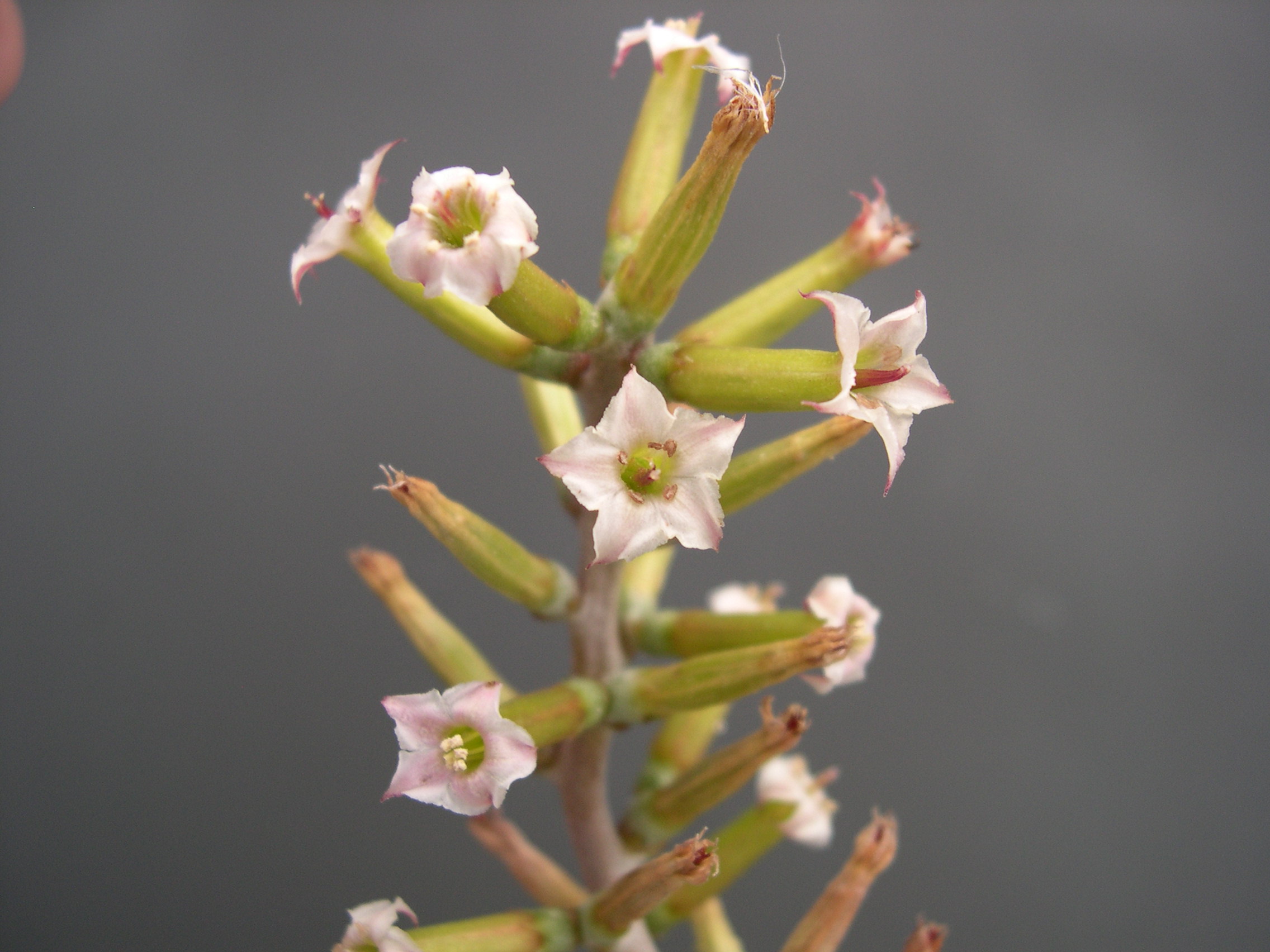 Adromischus hemisphaericus (2)