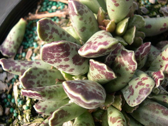 Adromischus cooperi (1)