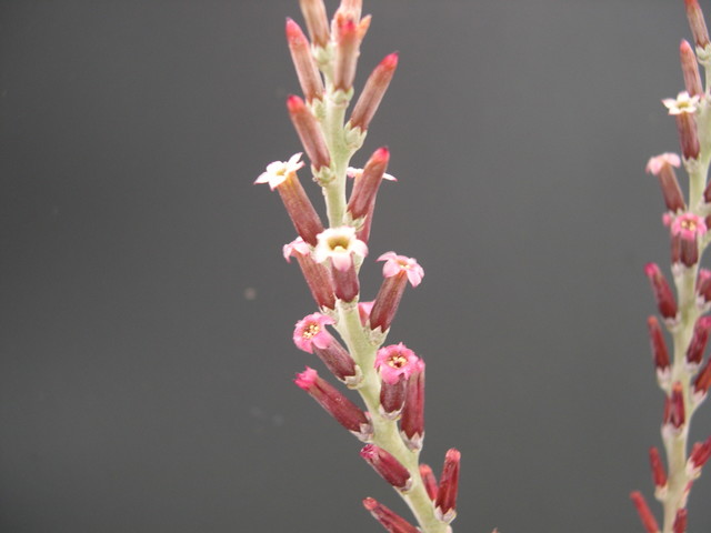 Adromischus cooperi (2)