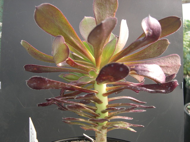 Aeonium arboreum var atropurpureum (1)