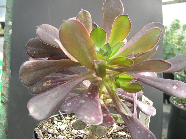 Aeonium arboreum var atropurpureum (2)