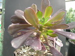 Aeonium arboreum var atropurpureum (2)
