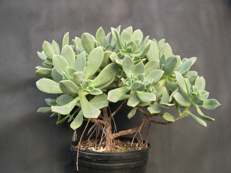 Aeonium haworthii