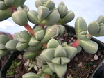 Corpuscularia lehmannii (1)