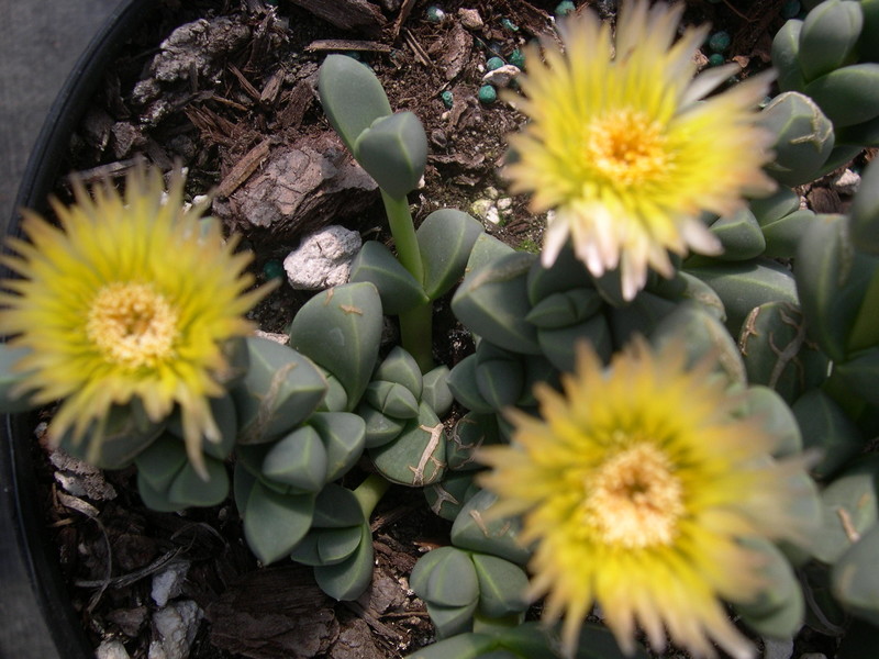 Corpuscularia lehmanii (2)