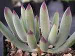 Cotyledon orbiculata 'Oophylla'